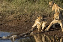 Sư tử khát nước bị cá sấu dọa cho khiếp vía