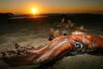 Điểm mặt những loài đáng sợ mang tên ác quỷ