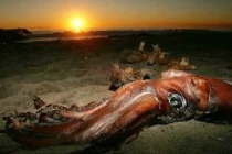 Điểm mặt những loài đáng sợ mang tên ác quỷ