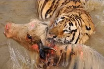 Quái chiêu săn mồi đẫm máu của chúa sơn lâm (11)