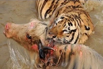 Quái chiêu săn mồi đẫm máu của chúa sơn lâm (11)