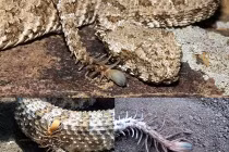 Kỳ dị rắn độc có sừng, đuôi giống nhện 