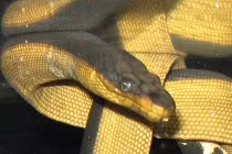 Rắn biển uống nước ở đâu?