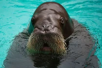 10 loài có khả năng phồng, xẹp cơ thể kỳ quái