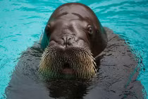 10 loài có khả năng phồng, xẹp cơ thể kỳ quái