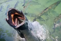 Ảnh đầy kịch tính về các “quái vật” đầm lầy