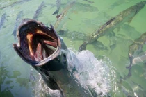 Ảnh đầy kịch tính về các “quái vật” đầm lầy