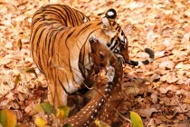 Quái chiêu săn mồi đẫm máu của chúa sơn lâm (4)