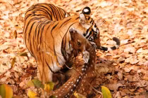 Quái chiêu săn mồi đẫm máu của chúa sơn lâm (4)