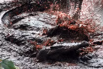 Kinh hoàng loài cá sấu nuốt chửng cả Trung đoàn Nhật