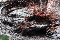 Kinh hoàng loài cá sấu nuốt chửng cả Trung đoàn Nhật