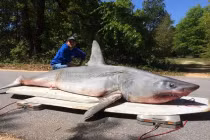 Bắt được cá mập khủng, xẻ thịt nhậu