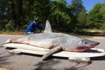 Bắt được cá mập khủng, xẻ thịt nhậu