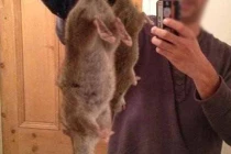 Nước Anh lâm nguy bởi đại dịch chuột khổng lồ