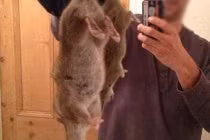 Nước Anh lâm nguy bởi đại dịch chuột khổng lồ