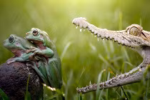 Ảnh động vật tuần: Hãi hùng cá sấu săn mồi