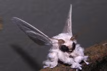 Điểm mặt những “quái vật” của tự nhiên 