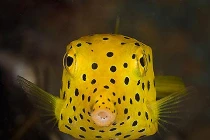 Độc chiêu đánh phủ đầu của sinh vật biển