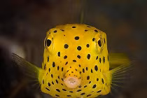 Độc chiêu đánh phủ đầu của sinh vật biển