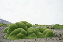 Điểm danh sinh vật sống lâu nhất thế giới