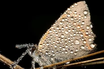 Hình ảnh lạ lẫm với côn trùng, macro và sương sớm