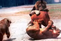 Những pha săn mồi đẫm máu nhất của sư tử