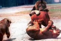 Những pha săn mồi đẫm máu nhất của sư tử