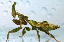 Khi động vật “chuyển đổi giới tính” thành thực vật