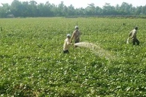 Lạ lùng thương lái Trung Quốc mua lá khoai lang