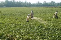 Lạ lùng thương lái Trung Quốc mua lá khoai lang