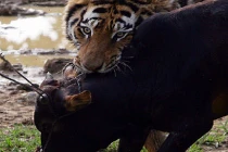 Quái chiêu săn mồi đẫm máu của chúa sơn lâm (12)