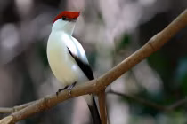 Ngắm những loài chim sắp tuyệt chủng trên thế giới