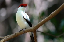 Ngắm những loài chim sắp tuyệt chủng trên thế giới