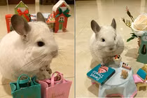 Chú sóc “idol” làm dân mạng chết mê chết mệt