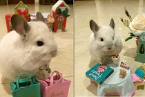 Chú sóc “idol” làm dân mạng chết mê chết mệt