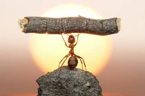 Khám phá khả năng siêu nhân của kiến