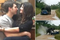 8 vụ dã thú tấn công người ghê rợn nhất