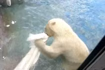 Kinh hãi cảnh gấu xé nát chim công ăn thịt