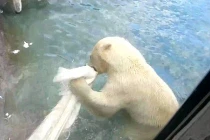 Kinh hãi cảnh gấu xé nát chim công ăn thịt