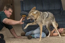 Gia đình chung sống 3 năm cùng dã thú