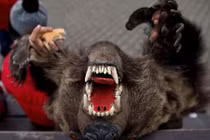 Phát hoảng với các phong tục đón năm mới kỳ quái 