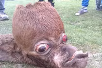 Hình dáng quái dị đến khó tin của ngựa