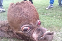 Hình dáng quái dị đến khó tin của ngựa