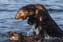 Những kiểu hành xử ngược đời đáng sợ của động vật