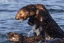 Những kiểu hành xử ngược đời đáng sợ của động vật