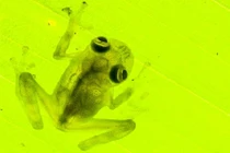 Ảnh cực đẹp của những loài lưỡng cư cực hiếm