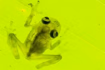 Ảnh cực đẹp của những loài lưỡng cư cực hiếm