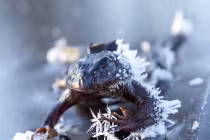 Ếch hóa đá khi đi tìm bạn tình trên hồ băng