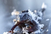 Ếch hóa đá khi đi tìm bạn tình trên hồ băng