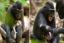 Xúc động hình ảnh khỉ mẹ ôm khư khư xác con